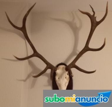 Cuerna de venado