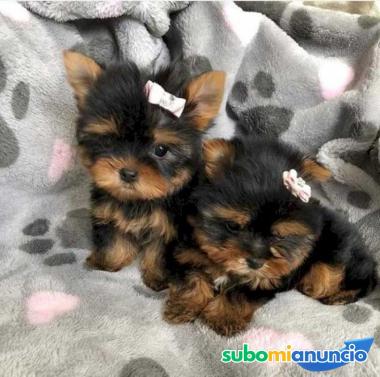 Cachorros de yorkshire terrier cariñosos y asequibles