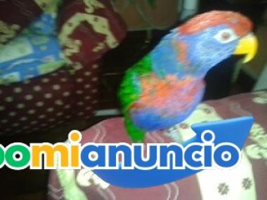 TAROT 22 ARCANOS MAYORES, REIKI Y MASAJE SENSITIVO.